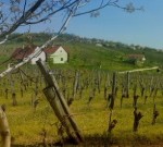 Panoráma