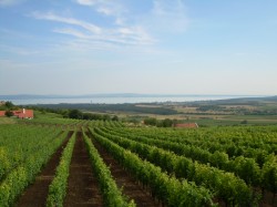 Panoráma a Gergely Borházból